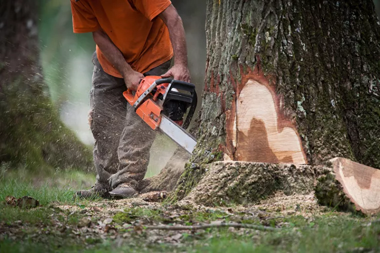 Abattre un arbre vieux de 100 ans : faut-il une autorisation ?, Montévrain, Monsieur THEOM ANTOINE