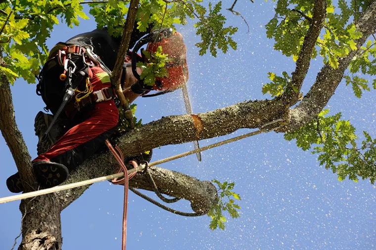 Comment élaguer un arbre haut et dangereux dans un jardin d'immeuble ?, Montévrain, Monsieur THEOM ANTOINE